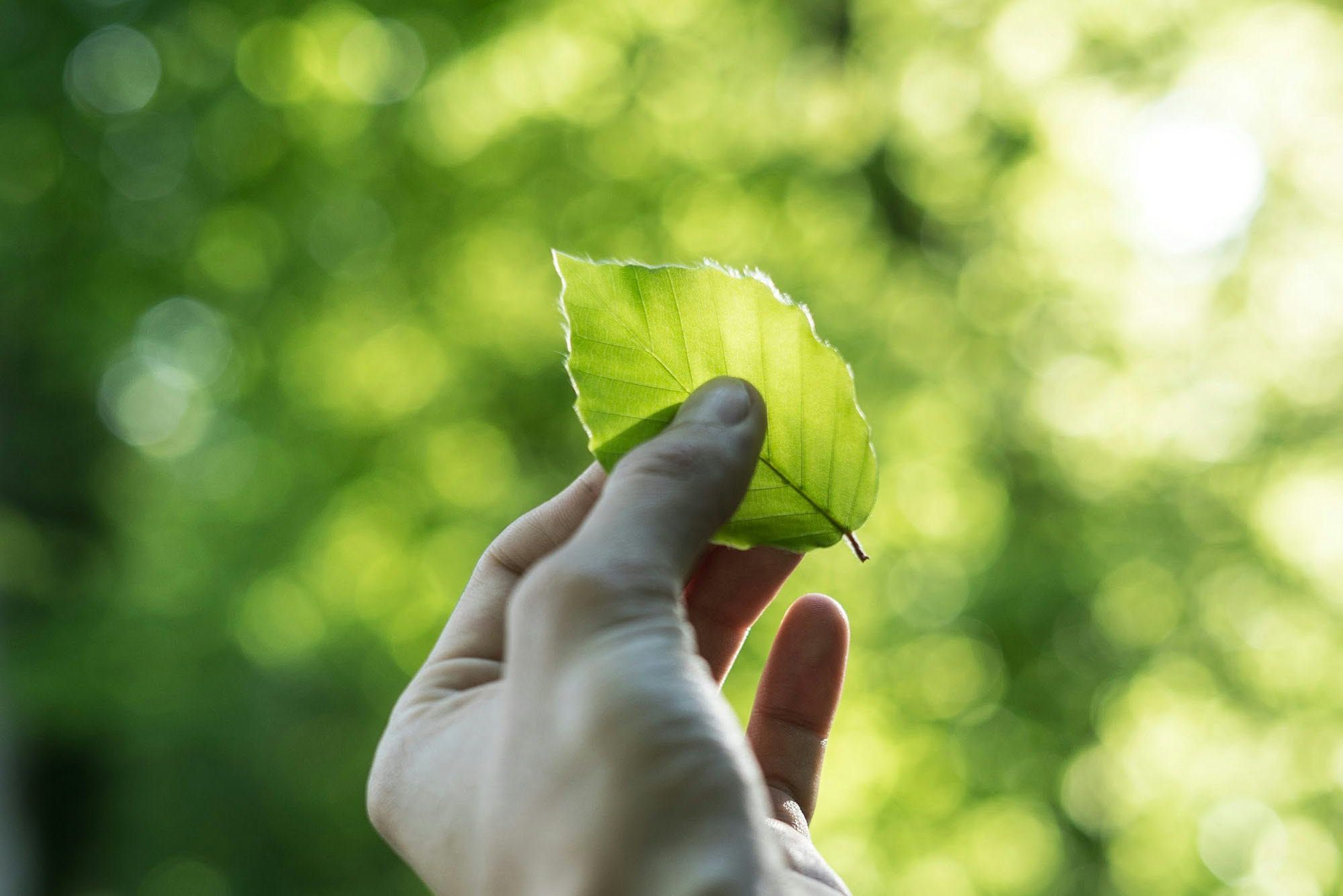 man holding a green leaf